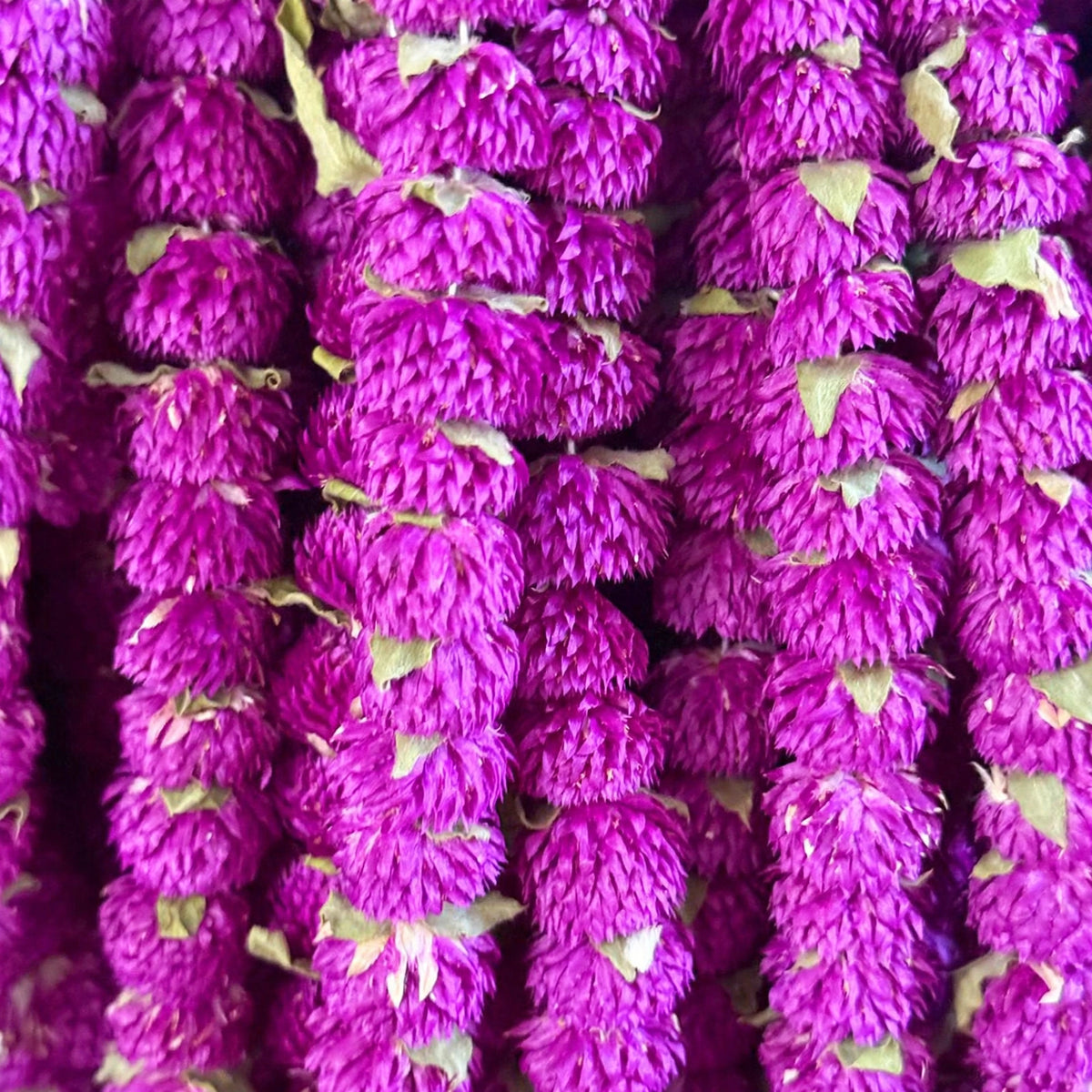 Dried Makamali mala/Dried globe amaranth